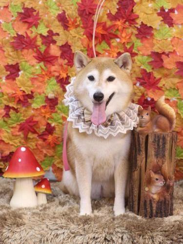 20241119こはるちゃん